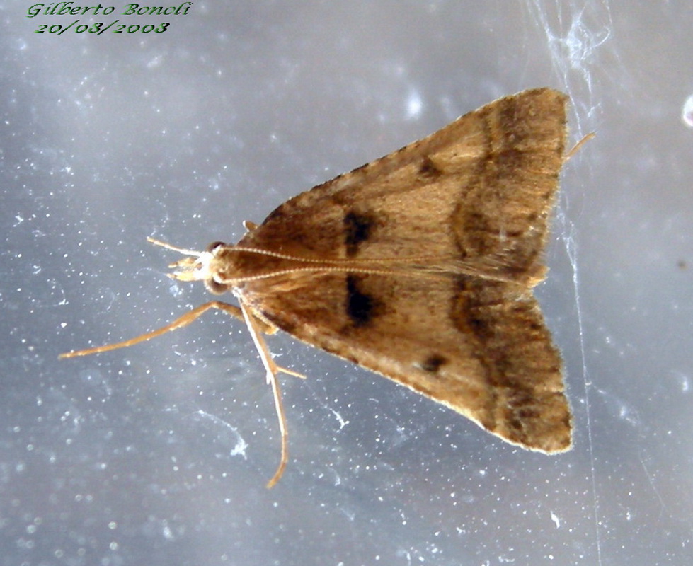 Identificazione - Stemmatophora brunnealis